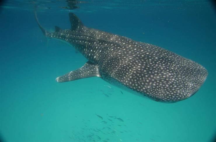 Whale Shark conservation, Mexico