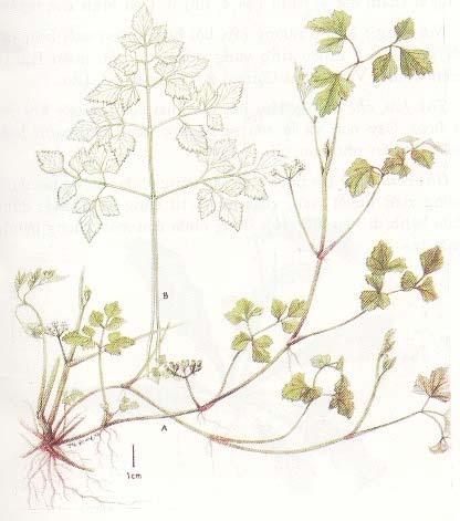 Lợi sữa, nhuận mật. Lợi tiểu, lợi kinh, chữa kiết. Những loài khác gần gũi. Amaranthus lividus L. (Amaranthus viridis L.) Rau dền cơm (hình R3);. Dền cơm, dền tái.