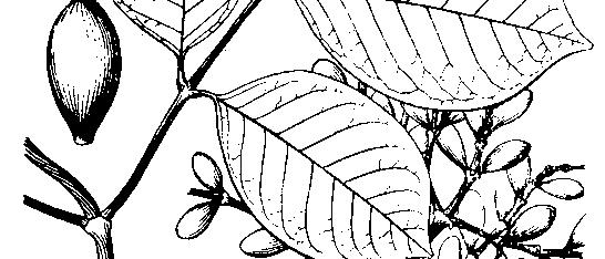 "Quả" dạng hạch (thực chất đây là hạt vì nó là thực vật Hạt trần), hình bầu dục, dài 1-3 cm, có chóp ngắn, phủ lông mịn. quả khi chín có màu đỏ (hình R22). Nơi sống.