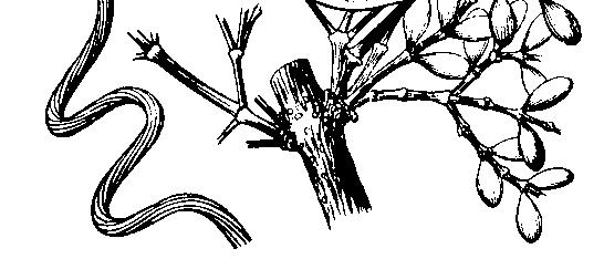 griffithii có dạng cây bụi, trườn dài có khi đến 25 m, hạt nhỏ hơn. Lá nấu canh ngot như rau sắng chùa Hương. Gnetum montanum Margf. Dây gắm, Dây sót. Gắm núi. Dây leo, mọc cao đến 10-12 m.