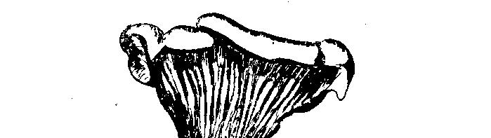 Termitomyces eurhizus (Berk.) Heim - Nấm mối, Nấm muối, Chiều pe. Họ Nấm tán (Amanitaceae) Nhận dạng. Mũ lúc còn non có hình chùy, sau nở ra thành hình nón dẹp, dễ bị rách.