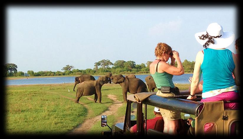 the Uda Walawe National Park is one of the world's best places to see wild elephants.