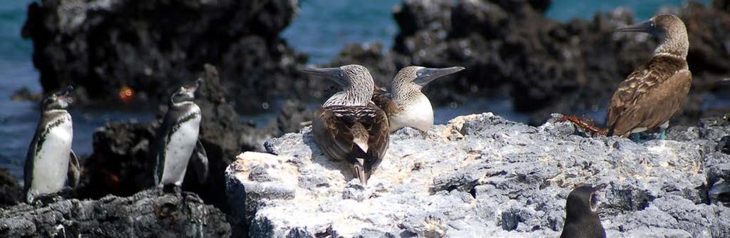 INCLUDED NOT INCLUDED NOTE Accommodations in comfort or premium class hotels, meals as listed (B = breakfast, L = lunch, D = Dinner), bilingual Galapagos naturalist guide/adventure guide, all sea and