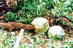 1993-: Pest control by local government Pest animal that causes harm to crops and