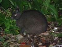predatory mammals Iriomote cat