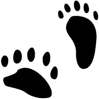 Teachings: Animals ANIMAL TRACKS While out on hikes around your campsite you may see some of these tracks