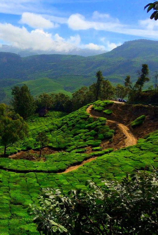 Tea Plantation in Munnar Hills Stamen Design / Open Street Map Photo by Jennifer Manna South India harbors the true soul of this vast, vibrant country, where tranquil backwaters and spice plantations