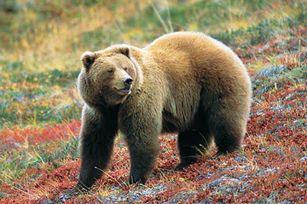 Grizzly Bears Jumbo Valley is home to