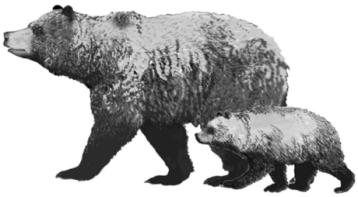 Grizzly Bears In the 1998 Grizzly Bear Population Survey, for the Central Purcell Mountains, covering 4000