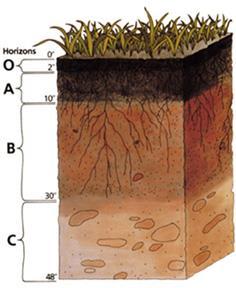PEDOSFERA nastanek tal Geološka podlaga najpomembnejši tlotvorni dejavnik v RS. Klimatske razmere v veliki meri določajo značilnosti tal.