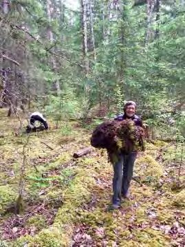 Alaska 2017 Volunteer Trip Report Page 6 Using Pulaskis, McClouds, and shovels, raking excess rock (generally 1-3" in size) along the trail edge and piling them in small piles.