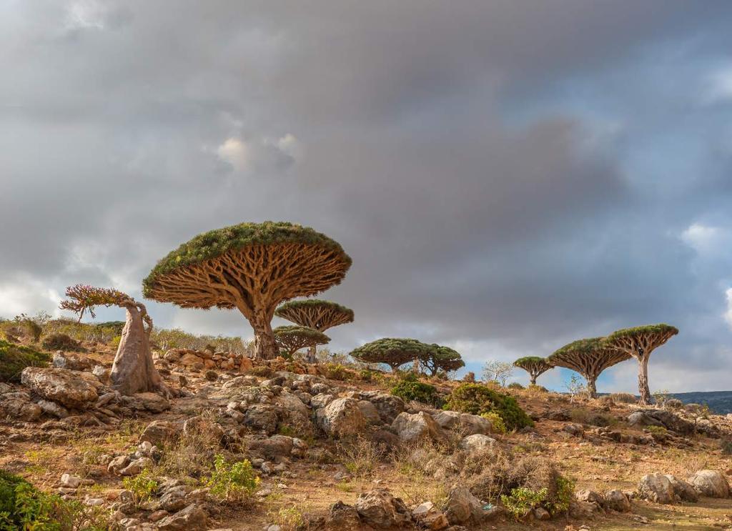 SOCOTRA Situated among three other islands in the Arabian Sea,