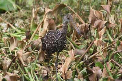 Limpkin As a Florida SEE Certified Member, St. Johns River Cruises promotes safety, sustainability and stewardship of Florida's natural and cultural history. Florida SEE proudly bestows upon St.