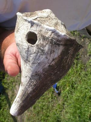 shell tool artifact Pete Corradino Why Become Florida SEE Certified? Validation - Any nature-based tour can call themselves an "ecotour".
