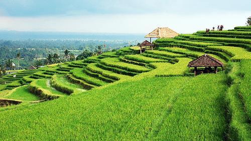 Page1 Day Discover the hidden rice terraces of Jatiluwih 100 Enjoy lunch at Secret Garden Restaurant * 150 Discover the hidden rice terraces of Jatiluwih, UNESCO World Heritage 1700 Travel to Kuta