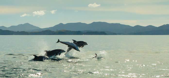24 S WONDERLAND 25 WONDERLAND 17 DAYS AUCKLAND TO CHRISTCHURCH Perhaps spot dolphins during a ay of Islands cruise oard the Interislander ferry for a picturesque cruise A GLIMPSE OF THE INCLUDED S