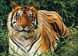 The rare bengal tiger in Ranthambore Tiger Sanctuary Day 11: Ranthambore Safari (B, L, D) Today will consist of two safaris by open canter in the park, one in the early morning and one at dusk.
