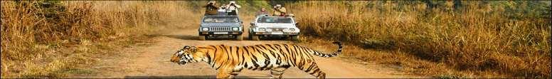 India Wildlife and Medieval Tour for Mr.