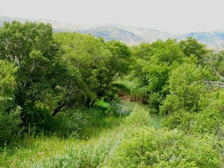 FLOODPLAIN FOREST IN DANGER IN THE SOUTHERN CAUCASUS The Georgia-Azerbaijan trans-border area of Iori River includes one of the last remnants of floodplain forest in Southern Caucasus, which is an