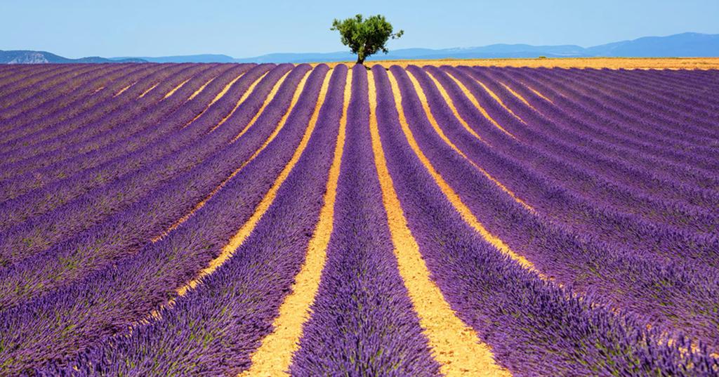 Longitude 180 Small Group Walking Tour Active Travel Specialist PROVENCE LAVENDER TOUR What