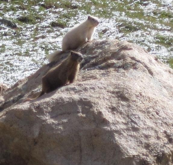 They don t substitute for pre-climb research and detailed route planning before attempting a fourteener. The rare white Marmot.