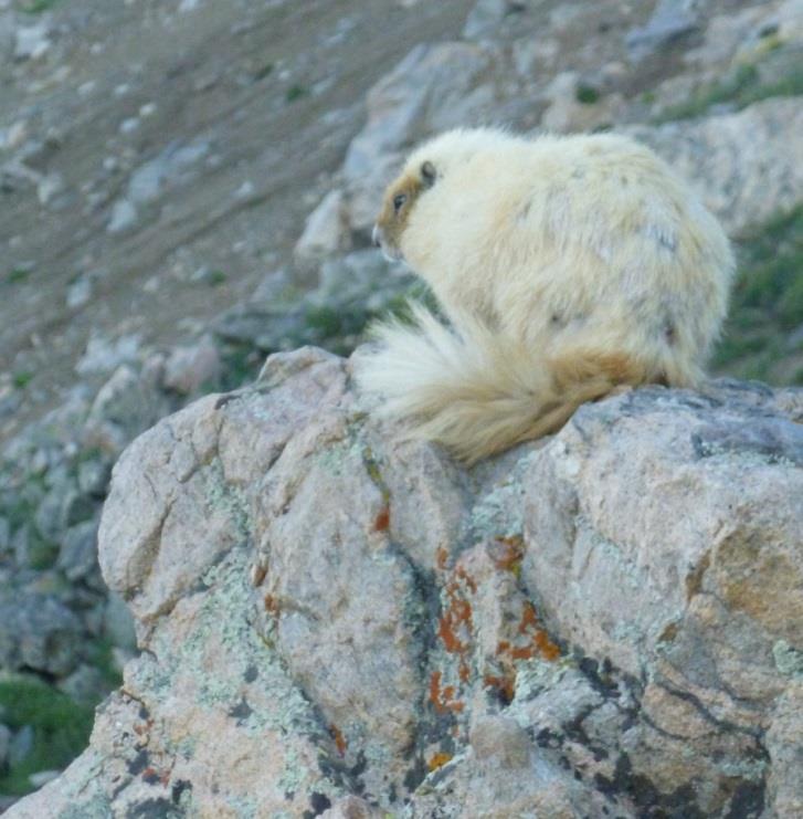 Climbers have been commenting on the white Marmot ever since it was a juvenile.