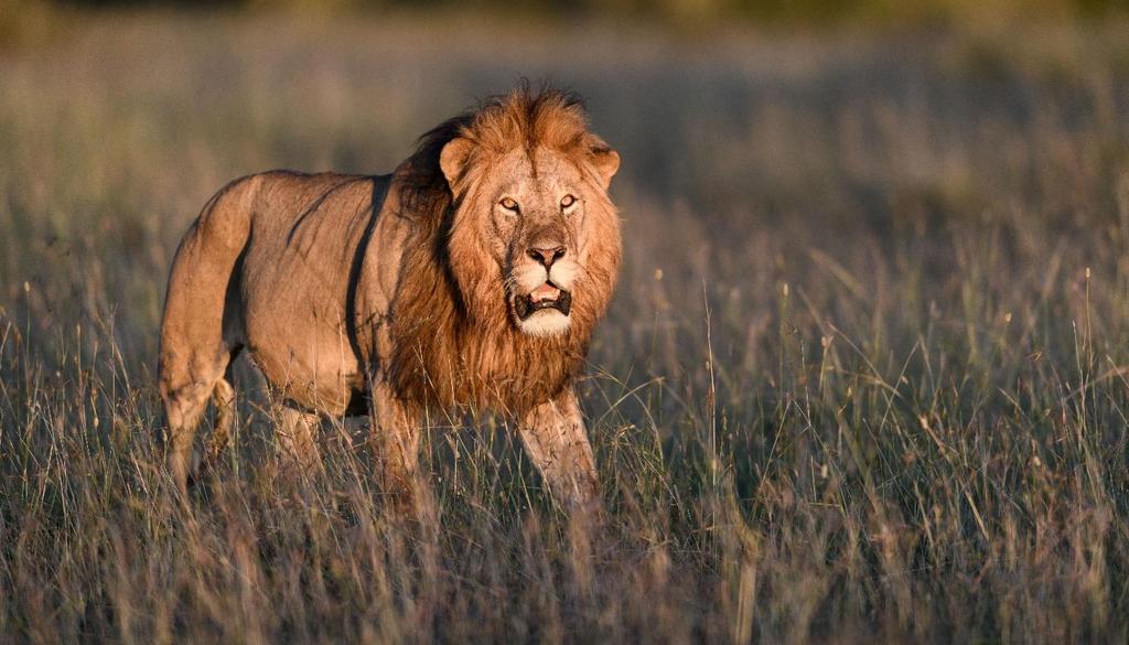 8 Day Exclusive Small Group Big Cat Safari Masai Mara, Kenya Is an African safari on your bucket list? If so, Kenya s Masai Mara may be the best known and most beautiful of Africa s national reserves.