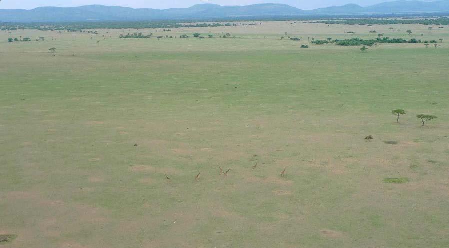 Each observer--one seated on each side of the plane--counts all giraffe detected within a 500 m- wide strip. Photo courtesy of Daniel Rosengren. Figure 3.