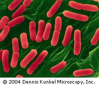 Coliform and E. coli For primary contact recreation use, waters are assessed using fecal coliform and E. coli bacteria measurements.
