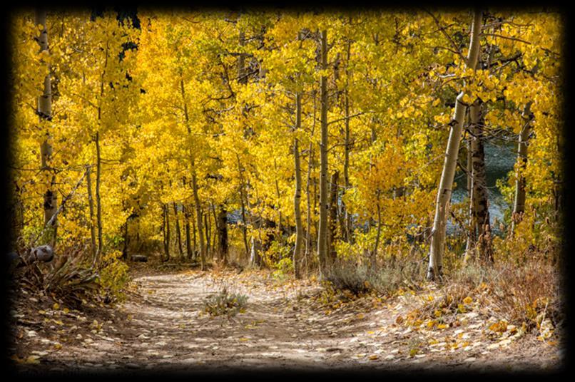 Fall Immersion at Spooner Lake Aside from being the best place near Incline to immerse yourself in the fall palette, Spooner Lake is also home to the largest Aspen grove in Tahoe.
