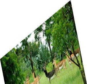 MACHIYA SAFARI PARK It is nearly 8 kms from AIIMS Jodhpur A must-see place for those interested in wildlife.
