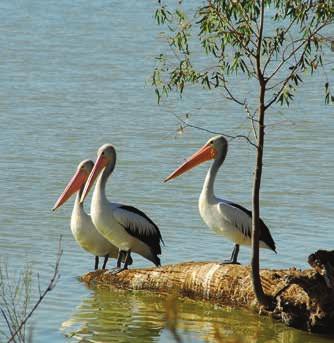 You ll take a nature walk, get up close to river birdlife by small boat, visit the township of Murray Bridge and learn about the food and wine of this famous region.