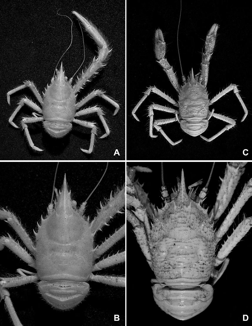 Deep-sea Galatheidae from Japan 143 Fig. 6. Dorsal view. A, B, Munidopsis trifida Henderson, 1885, male (cl 17.