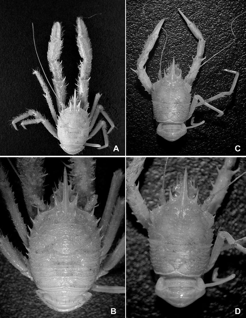 Deep-sea Galatheidae from Japan 135 Fig. 1. Dorsal view. A, B, Munida parvioculata Baba, 1982, male (cl 14.