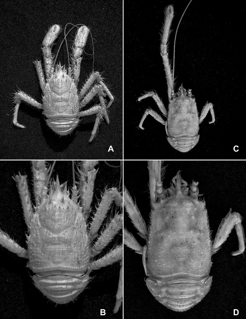 Deep-sea Galatheidae from Japan 141 Fig. 5. Dorsal view. A, B, Munidopsis centrina Alcock and Anderson, 1894, male (cl 19.