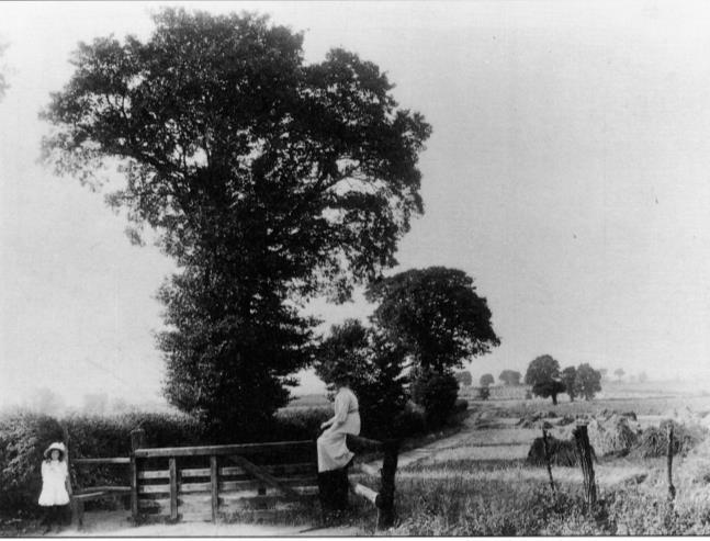 A Virtual Ramble back in time: In search of Hatton Corner A ramble around the farms and fields of Beehive, Cranbrook, Highlands, St Swithins, Shackmans and Clayhall in glorious summer sun sounds