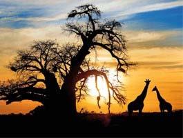 SAFARI & WINELANDS 3 Night Tour Meals: 3 breakfasts, 3 lunches & 1 dinner Embark on an African adventure and experience some of the highlights that Cape Town and its surrounds have to offer.