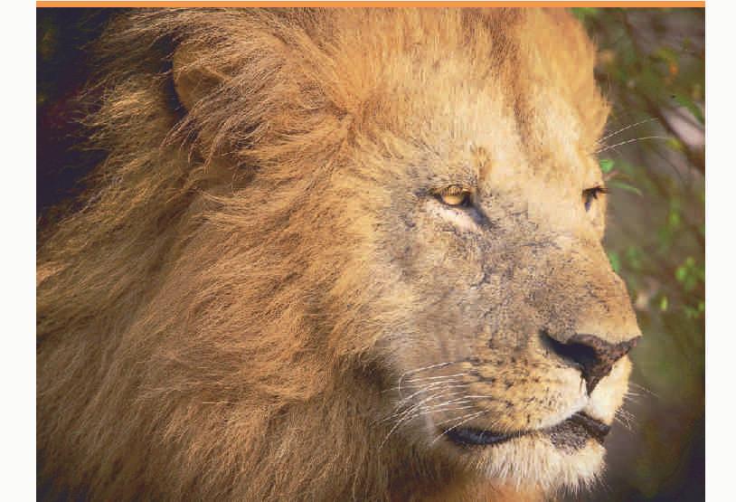 Dinner and overnight stay at Legend's Mara Camp Full Board th th 27-28 August: East Maasai Mara National Reserve full days safari. This is the day, where the real safari concept began!