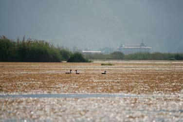 The wetland sanctuary has been established to protect migratory birds and their habitats. It is famous for its traditional floating agriculture and it is also a major source of hydropower for Myanmar.