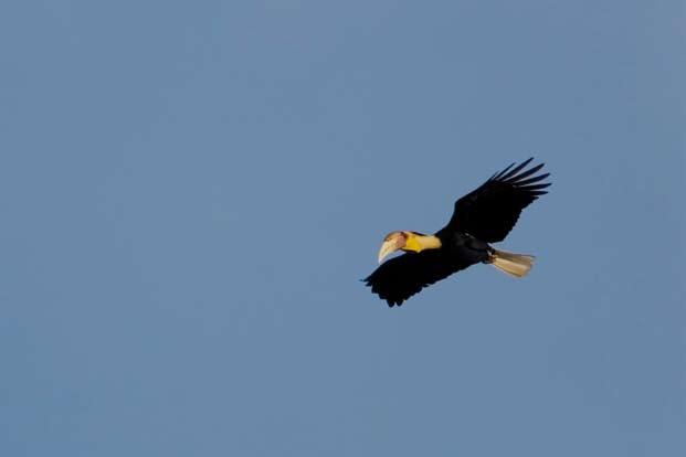 BOX 1 Plain-pouched Hornbill In-depth Study of Lampi Island Marine National Park 3.