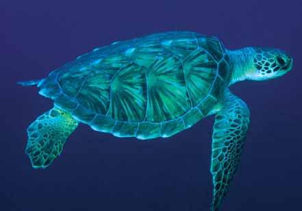 35 Wildlife/Natural Habitat Reduction of Impacts on Sea Turtles Changed fixtures at seaside facilities to reduce light toward ocean Recently conducted study of high-mast light alternatives