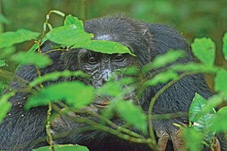 Right after breakfast, you will drive to the unique Kibale Forest National Park where you have the opportunity to track chimpanzees in their natural habitat and relish sensational views of lush green
