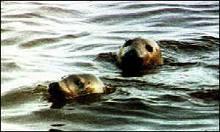 A Famous Example Exxon Valdez Oil Spill, 1989 11 million gallons of crude oil Killed: 250,000 seabirds, 2,800