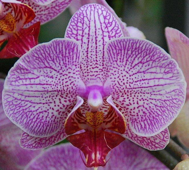 Having trouble viewing this email? Click here San Francisco Orchid Society Newsletter In This Issue Maynard Michel.