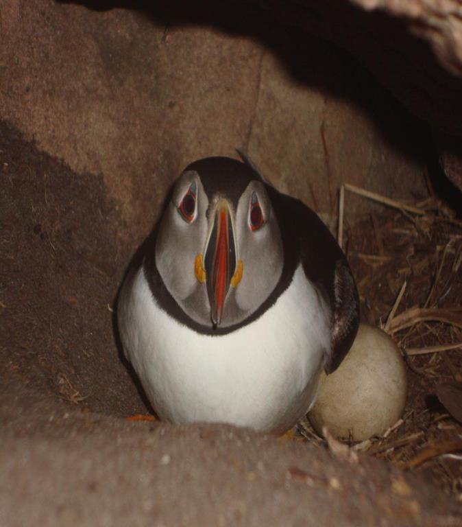 Where do Puffins live? Puffins nest in burrows in the ground. The males dig the burrow using their bill and feet to push the soil out behind them. Puffins often use existing burrows made by rabbits.