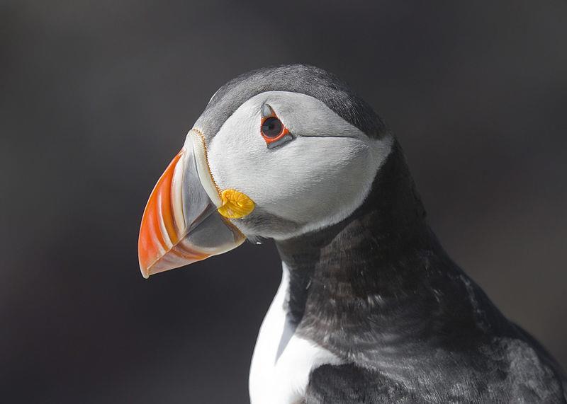 Why do Puffins have colourful beaks? Puffins only have colourful beaks during the breeding season. As a puffin gets older their beak gets bigger.