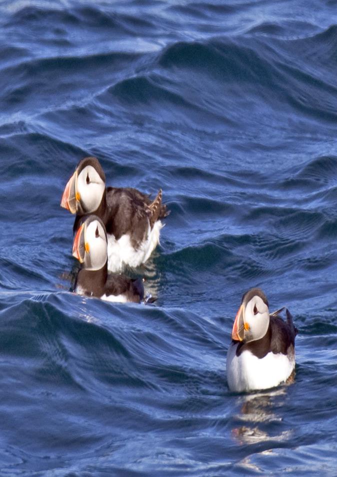 How are Puffins adapted to living on the sea? Unlike many birds, puffins are able to drink saltwater and this amazing ability gives them the freedom to stay at sea for long periods of time.