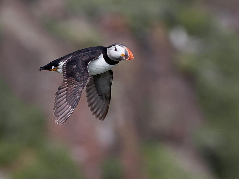 Can puffins fly? Yes, but their short wings are ideally suited to swimming underwater when they dive for food.