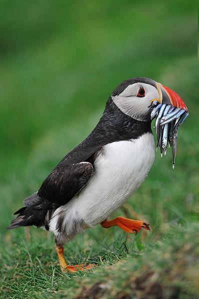 Puffins eat mostly small fish and young pufflings are fed fish by their parents. Feedings are usually several times a day and the adults load their beaks up with fish to bring back to the burrow.