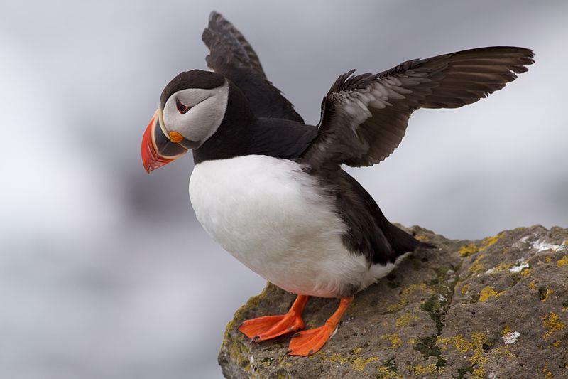 Why do puffins appear to be swimming in an air bubble when they are